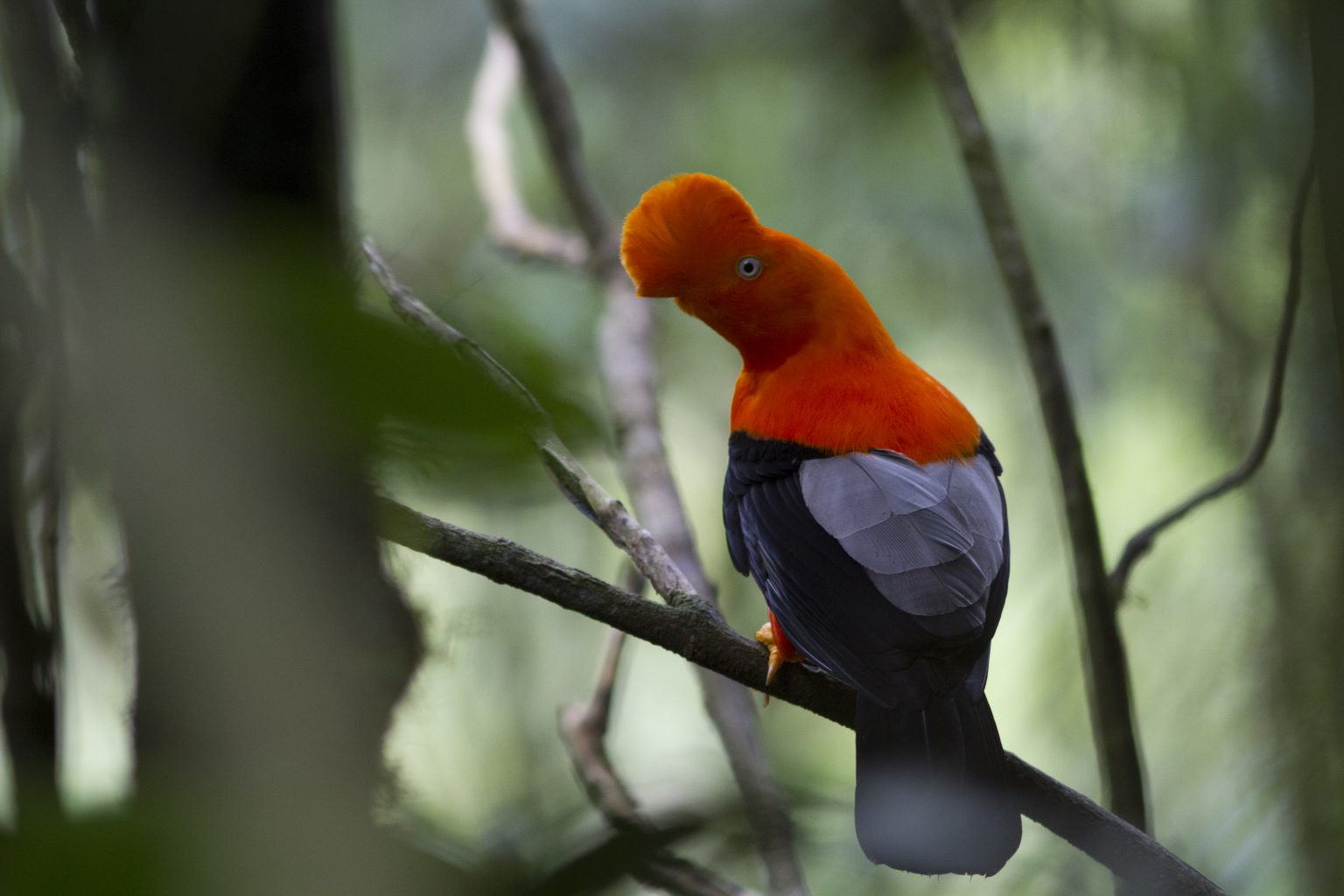 Gallito de las rocas — ave emblema del Perú